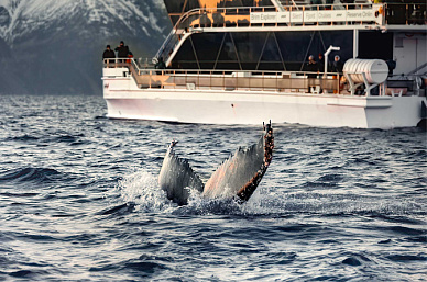 Whale safari: an unforgettable adventure in Norway and Iceland